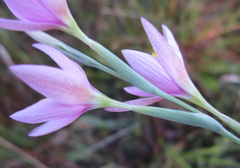 Hesperantha baurii