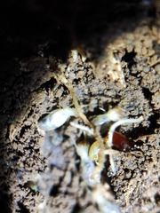 Pericapritermes