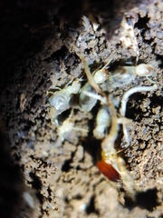 Pericapritermes