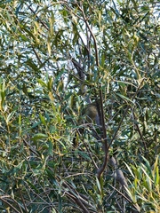 Andropadus importunus