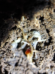 Pericapritermes