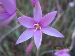 Hesperantha baurii