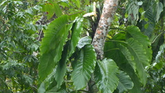 Monstera acuminata