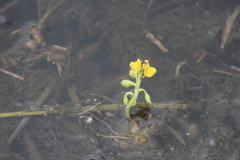 Utricularia