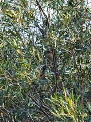 Andropadus importunus