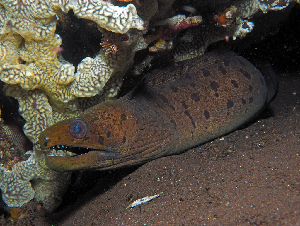 Dark spotted moray (Gymnothorax fimbriatus) — Muraenidae