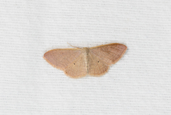 Idaea distinctaria