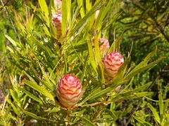 Leucadendron xanthoconus