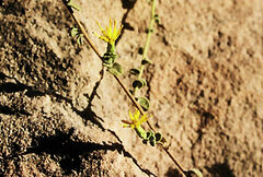 Chiliadenus iphionoides