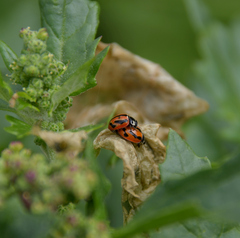 Coccinella miranda