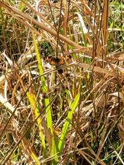 Phyciodes