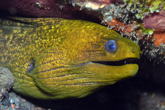 Gymnothorax javanicus