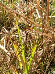 Phyciodes