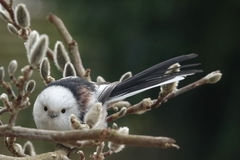 Aegithalos caudatus caudatus