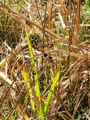 Phyciodes