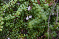 Gaultheria hispidula