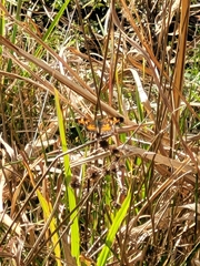 Phyciodes