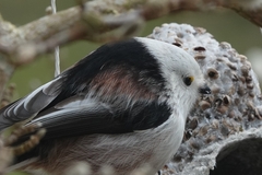 Aegithalos caudatus caudatus