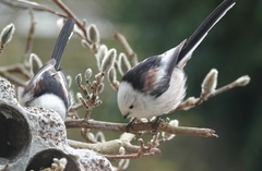 Aegithalos caudatus caudatus