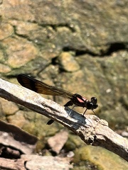 Heliocypha bisignata