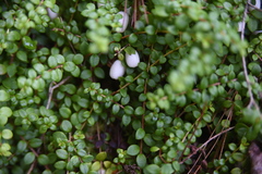 Gaultheria hispidula