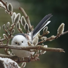 Aegithalos caudatus caudatus