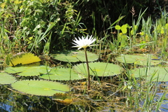 Nymphaea ampla