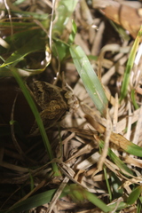 Plusiodonta compressipalpis