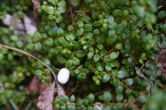 Gaultheria hispidula