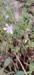 Silene latifolia