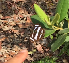 Athyma nefte subrata