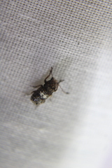 Toxonotus cornutus