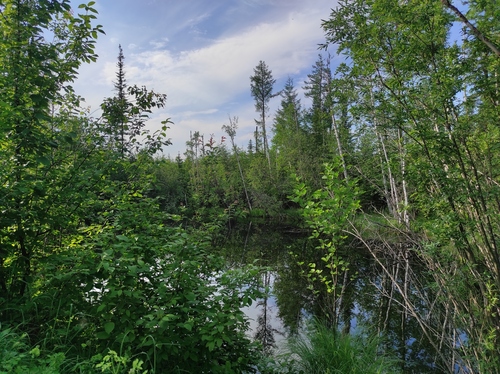 Dahurian larch (Larix gmelinii)