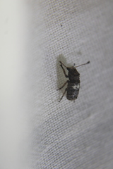 Toxonotus cornutus