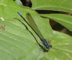 Argia oculata image