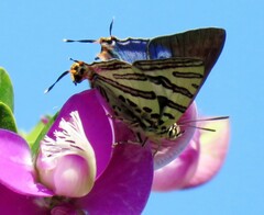 Cigaritis natalensis