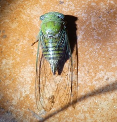 Dorisiana cachla image