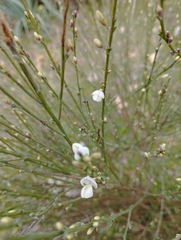 Cytisus multiflorus