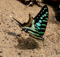 Graphium policenes