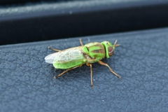 Hedriodiscus trivittatus