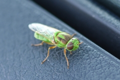 Hedriodiscus trivittatus