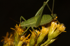 Anisophya punctinervis