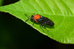 Tethida barda