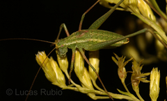 Anisophya punctinervis