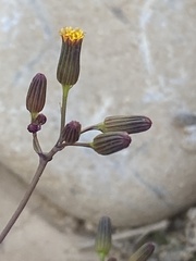 Senecio flavus
