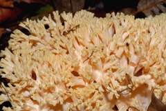 Ramaria formosa