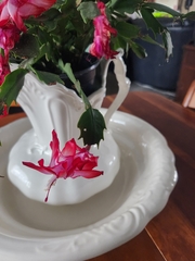 Schlumbergera truncata