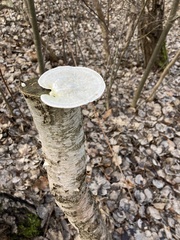Fomitopsis betulina