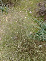 Cytisus multiflorus