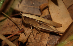 Amblytropidia australis